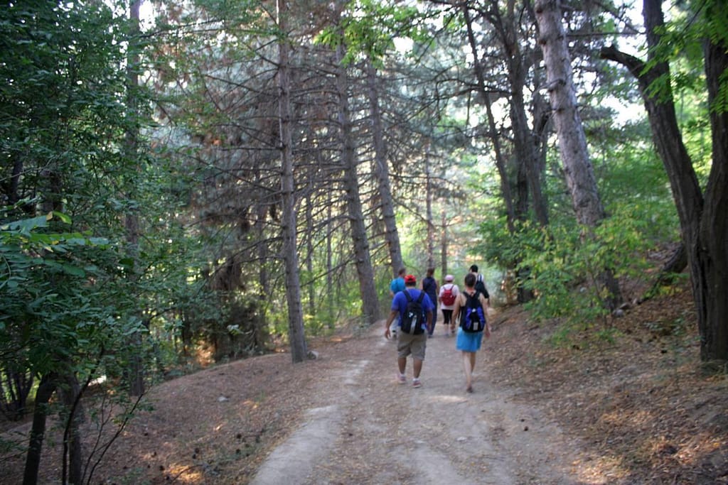 Хвойный лес Сукок — 1 день из Ташкента — photo 1 of 4