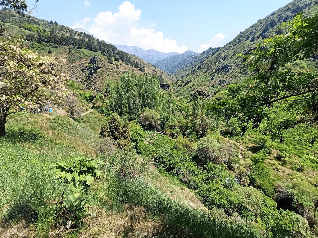 Хвойный лес Сукок — 1 день из Ташкента — photo 3 of 4