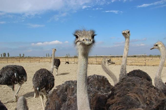 Страусиная ферма — семейный тур на 1 день — photo 1 of 4