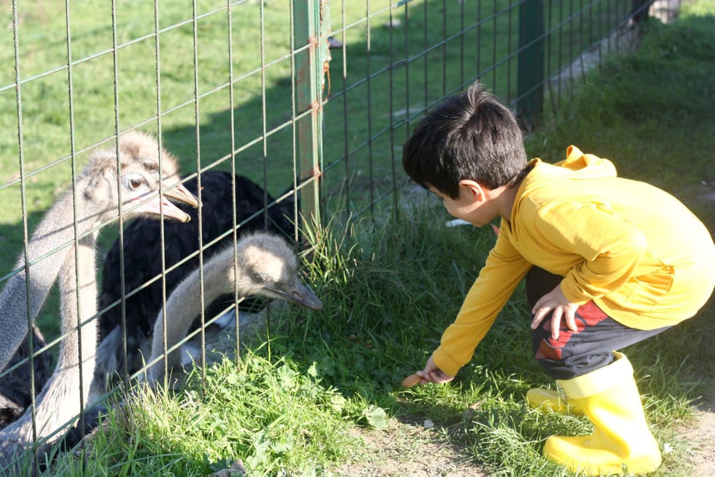 Страусиная ферма — семейный тур на 1 день — photo 3 of 4