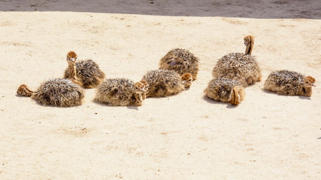 Страусиная ферма — семейный тур на 1 день — photo 4 of 4