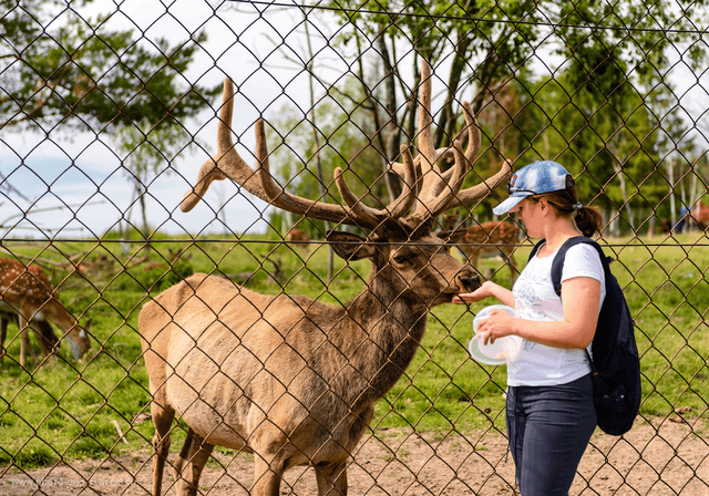 Оленья ферма — семейный тур на 1 день