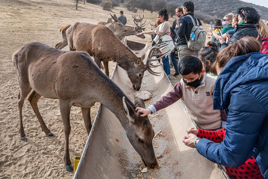 Оленья ферма — семейный тур на 1 день — photo 4 of 4